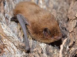 Attēlu rezultāti vaicājumam “Pipistrellus nathusii”