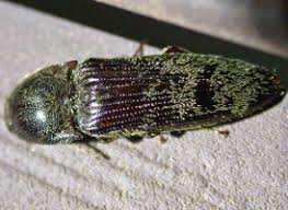 Attēlu rezultāti vaicājumam “Melanotus sp.”