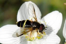 Attēlu rezultāti vaicājumam “Dasysyrphus tricinctus”