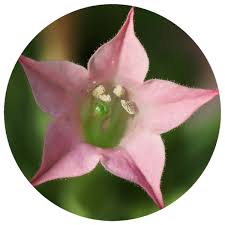 Attēlu rezultāti vaicājumam “Nicotiana tabacum flower”