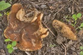 Attēlu rezultāti vaicājumam “Disciotis venosa”