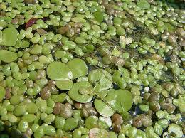 Attēlu rezultāti vaicājumam “Lemna gibba”