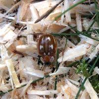 Attēlu rezultāti vaicājumam “Myzia oblongoguttata”