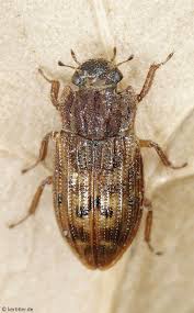 Attēlu rezultāti vaicājumam “Enochrus affinis”