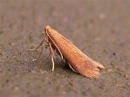 Attēlu rezultāti vaicājumam “Tischeria ekebladella”