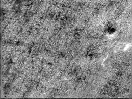 Attēlu rezultāti vaicājumam “Diprionidae cocoon”