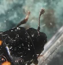 Attēlu rezultāti vaicājumam “Glischrochilus hortensis”