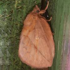 Attēlu rezultāti vaicājumam “Euthrix potatoria”