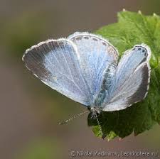 Attēlu rezultāti vaicājumam “Celastrina argiolus”