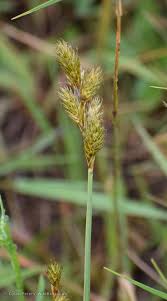 Attēlu rezultāti vaicājumam “Carex disticha”