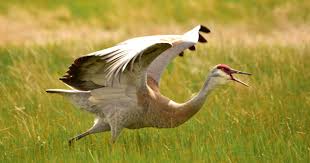 Image result for Grus canadensis