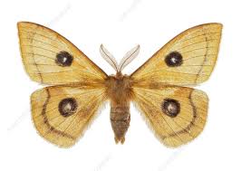 Attēlu rezultāti vaicājumam “Aglia tau”