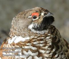 Attēlu rezultāti vaicājumam “Tetrastes bonasia”