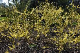 Attēlu rezultāti vaicājumam “Forsythia viridissima flower”