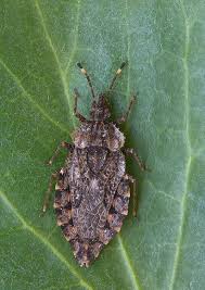 Attēlu rezultāti vaicājumam “Aradus betulae”