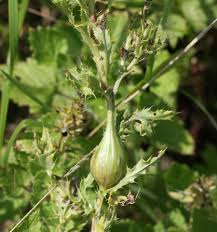 Attēlu rezultāti vaicājumam “Urophora cardui”