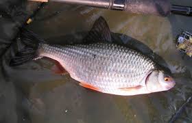 Image result for Rutilus rutilus