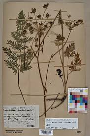 Attēlu rezultāti vaicājumam “Laserpitium prutenicum”