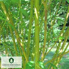 Attēlu rezultāti vaicājumam “Salix triandra fruit”