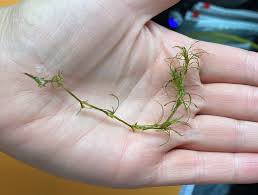 Attēlu rezultāti vaicājumam “Najas tenuissima”