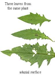 Attēlu rezultāti vaicājumam “Cirsium x rigens leaf”