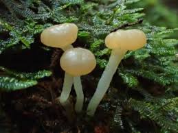 Attēlu rezultāti vaicājumam “Vibrissea decolorans”