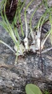 Attēlu rezultāti vaicājumam “Isoetaceae”