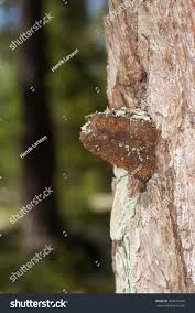 Attēlu rezultāti vaicājumam “Phellinus pini”