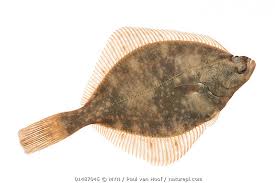 Image result for Platichthys flesus