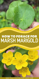 Attēlu rezultāti vaicājumam “Caltha palustris fruit”