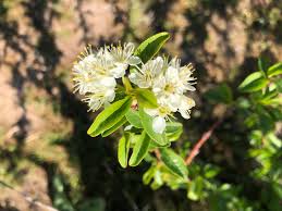 Attēlu rezultāti vaicājumam “Cerasus bud”