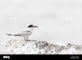 Image result for Sterna dougallii