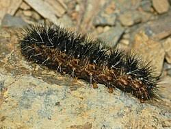 Attēlu rezultāti vaicājumam “Coscinia cribraria”