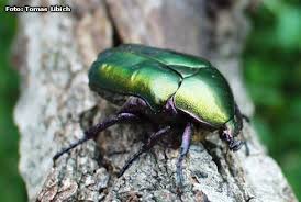 Attēlu rezultāti vaicājumam “Potosia cuprea”