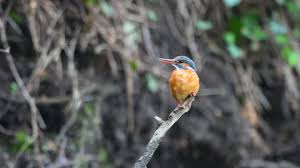 Attēlu rezultāti vaicājumam “Alcedo atthis adult”