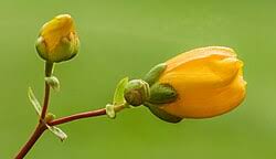Attēlu rezultāti vaicājumam “Hypericum maculatum flower”