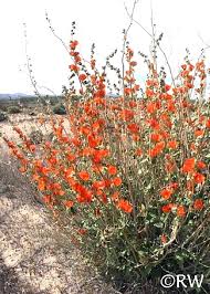 Attēlu rezultāti vaicājumam “Pohlia sphagnicola”