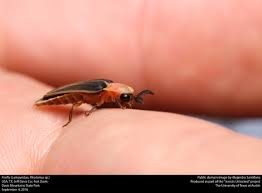 Attēlu rezultāti vaicājumam “Lampyridae”