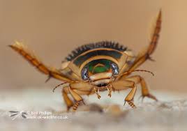 Attēlu rezultāti vaicājumam “Dytiscus marginalis”