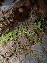 Attēlu rezultāti vaicājumam “Tortula lingulata”