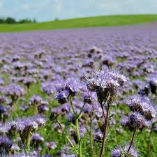 Image result for Phacelia