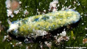 Attēlu rezultāti vaicājumam “Licea pusilla macro”