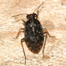 Attēlu rezultāti vaicājumam “Saldula saltatoria”