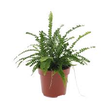 Image result for НЕФРОЛЕПИС (Nephrolepis