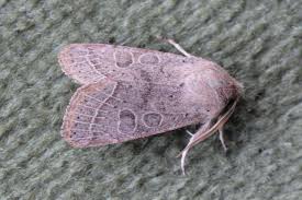 Attēlu rezultāti vaicājumam “Orthosia cerasi”