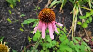 Attēlu rezultāti vaicājumam “Echinacea purpurea leaf”