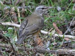 Image result for Turdus obscurus