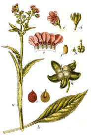 Attēlu rezultāti vaicājumam “Cynoglossum officinale fruit”