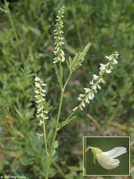 Attēlu rezultāti vaicājumam “Melilotus albus leaf”
