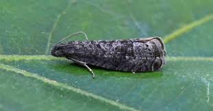 Attēlu rezultāti vaicājumam “Grapholita funebrana”